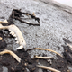 The undated remains of a dog, along with its collar and leash.